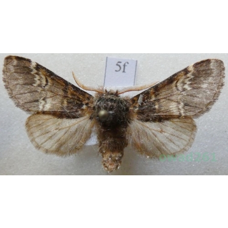 Drymonia dodonaea (Denis & Schiffermüller, 1775) male Dąbrówka dodona Czech5f